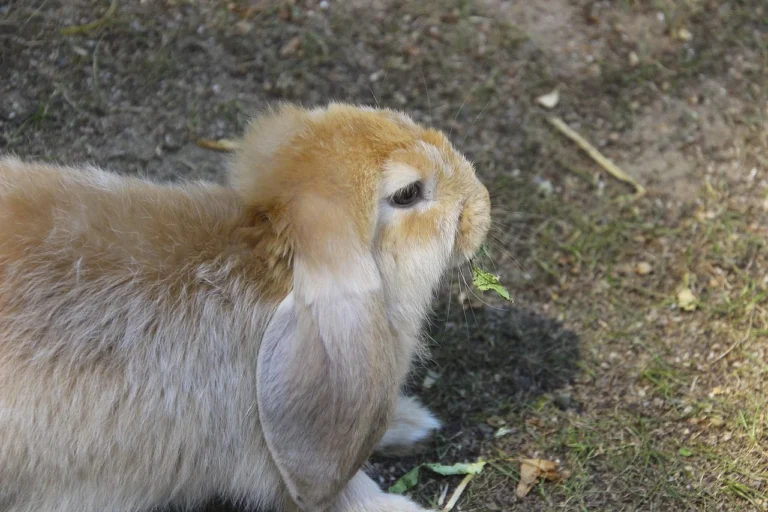 easter