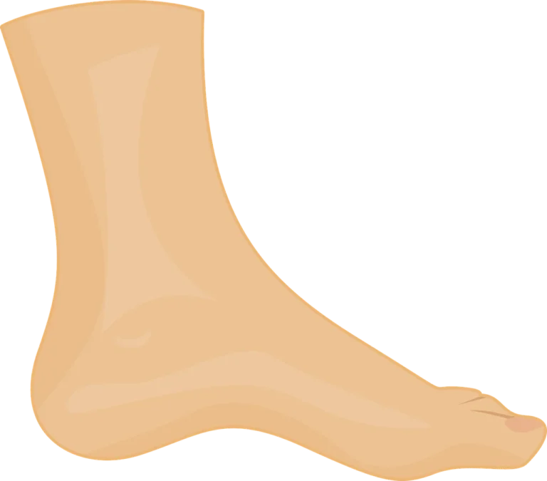 ankle
