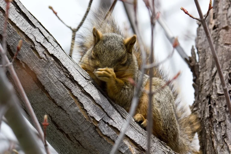 sneezing
