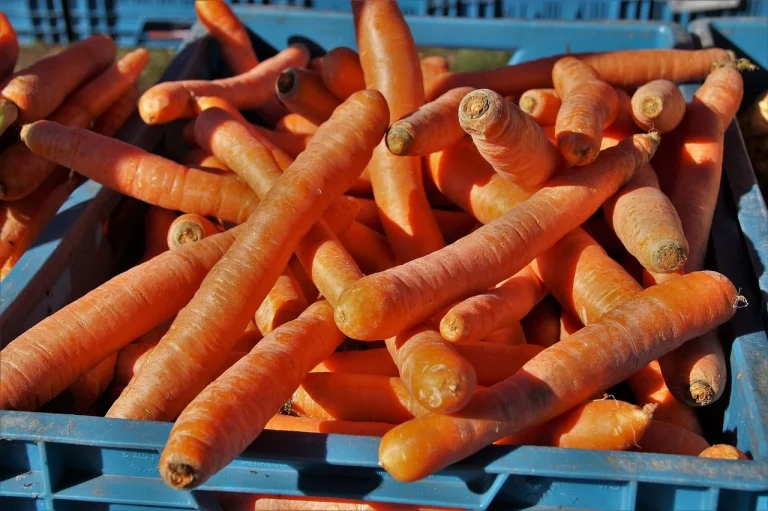 ce este radacina de maca
