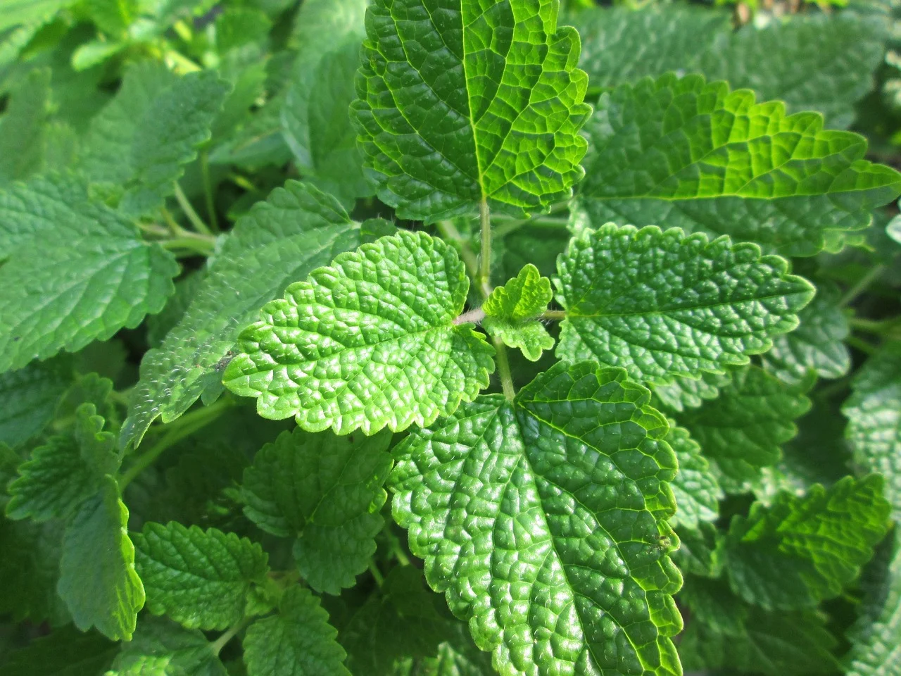 arginina perfuzabila beneficii