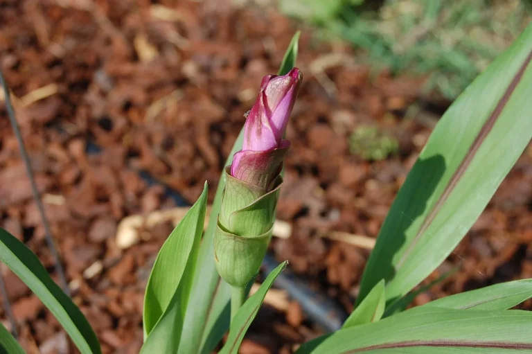 turmeric si berberina beneficii