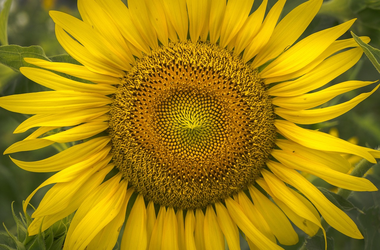 cate calorii are 100 g seminte de floarea soarelui prajite