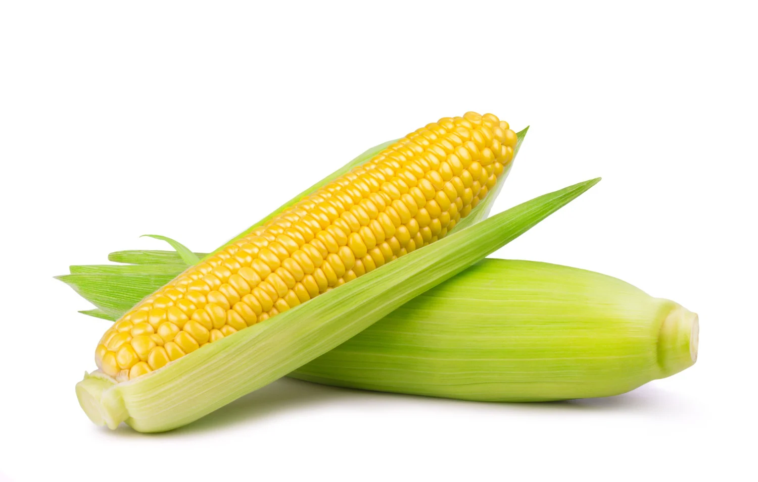 ripe sweet ear corn isolated
